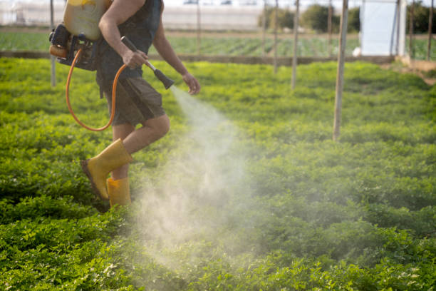 Best Affordable Pest Control Services  in Lyford, TX