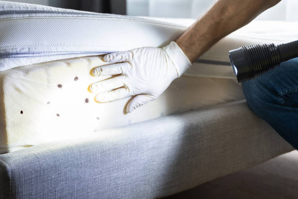 Best Affordable Pest Control Services  in Lyford, TX